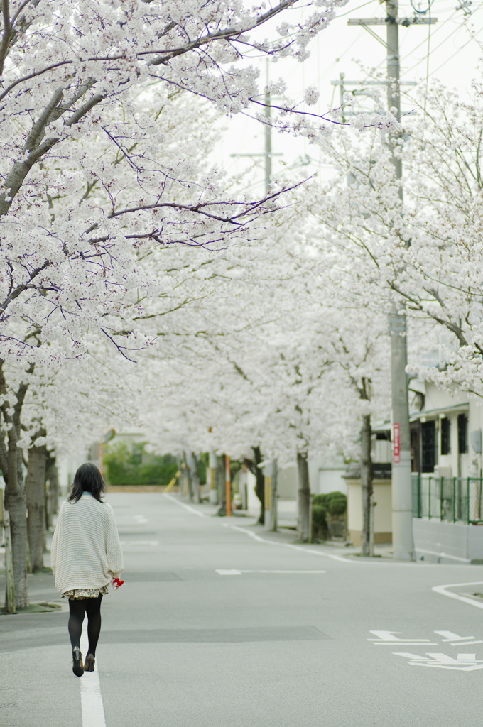 桜並木