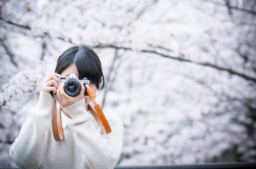 桜。