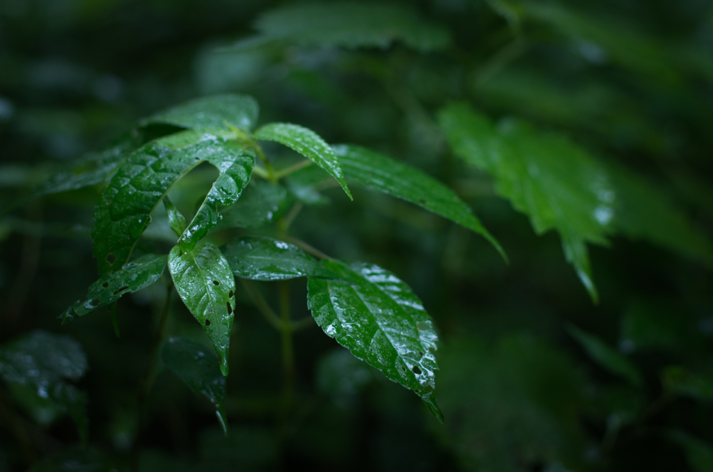 rain..