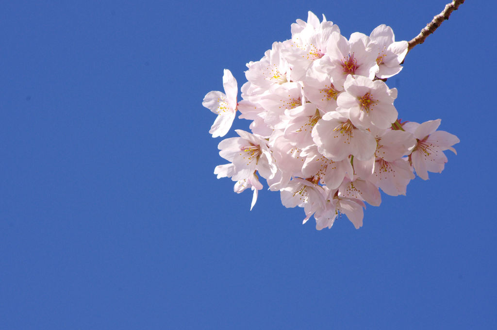 青空×桜
