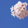 青空×桜