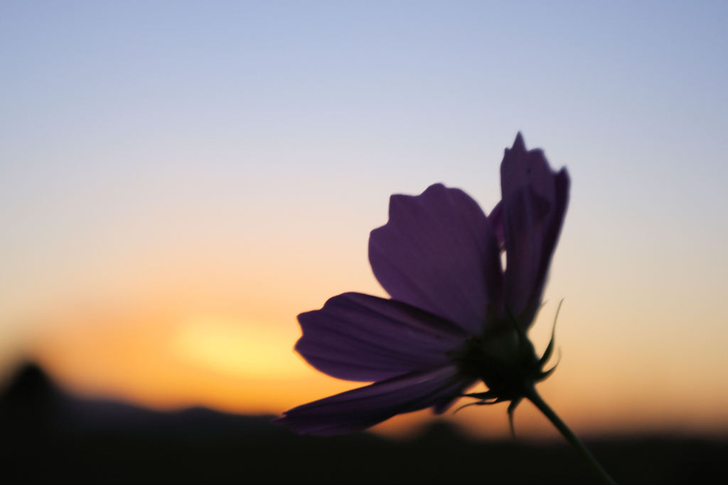 秋桜