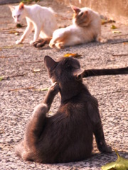近所猫