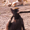 近所猫