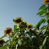 image009
