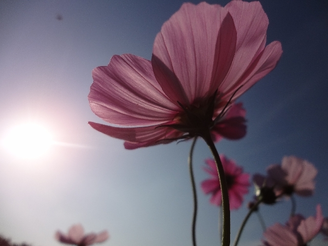 image006