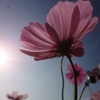 image006