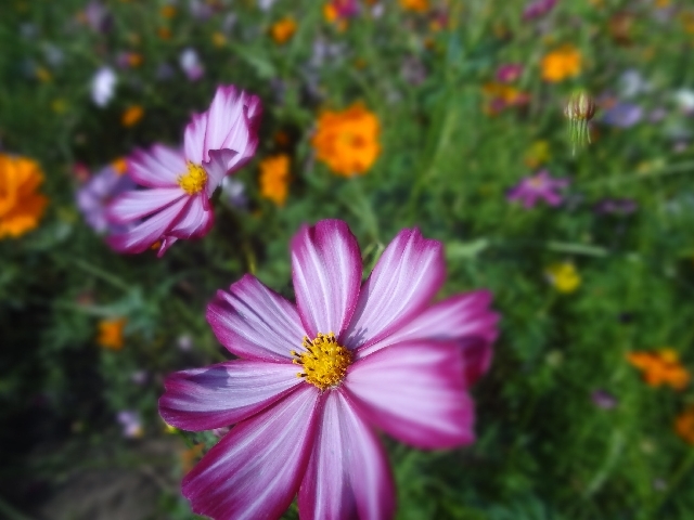 image003