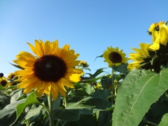image008