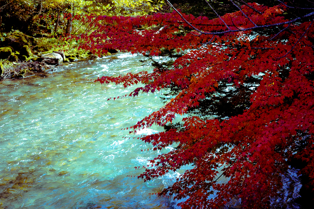 紅く染まる