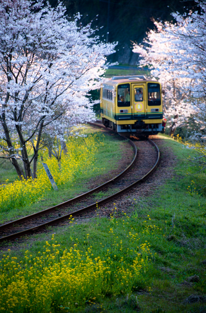 春のいすみ鉄道