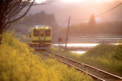 夕刻の春色列車