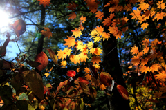 秋の彩光