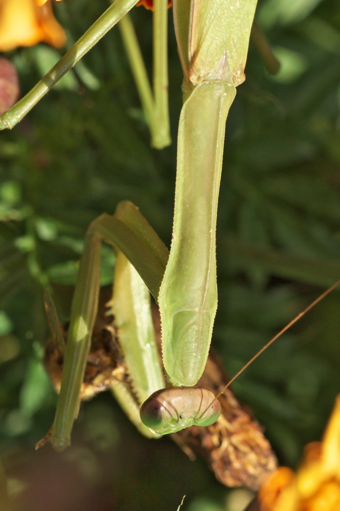 カマキリの胴はカニみたい