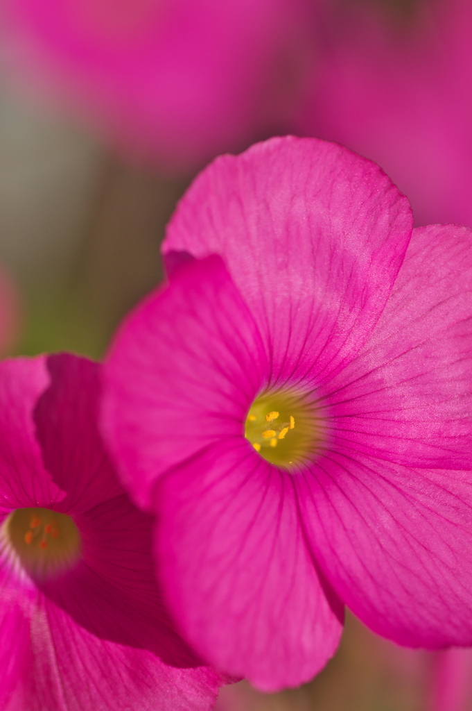 家の花