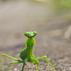 カマキリ