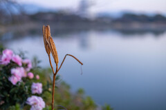 波志江湖畔