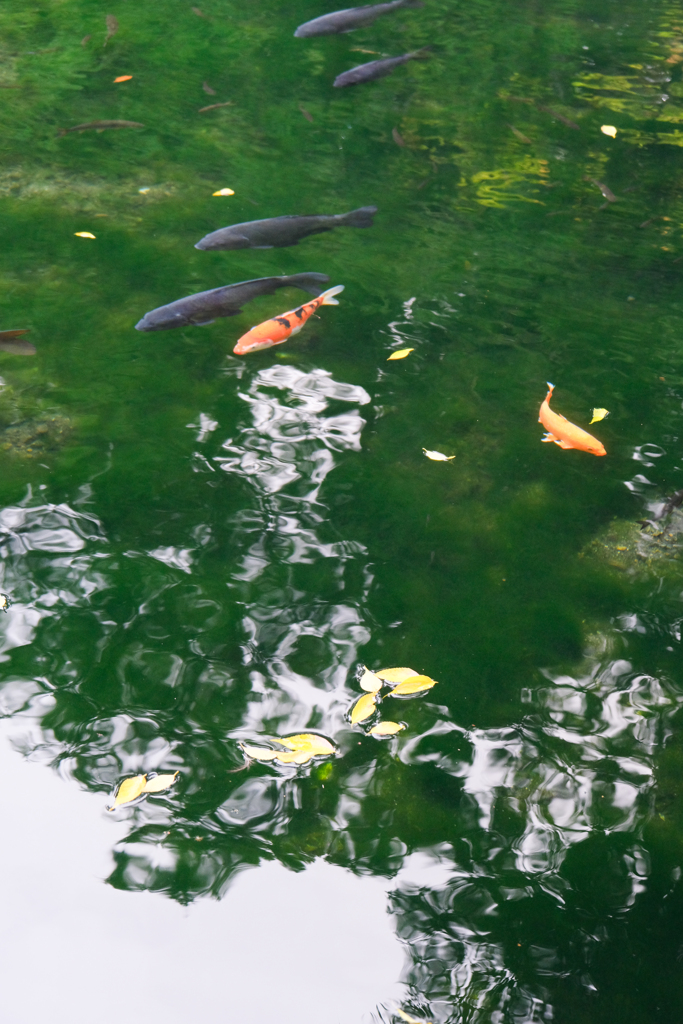 湧水池（栃木県）