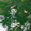 湧水池（栃木県）