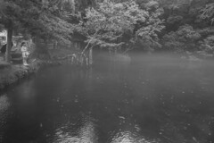 出流原湧水　雨の朝