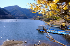 湖畔散歩　梅田湖