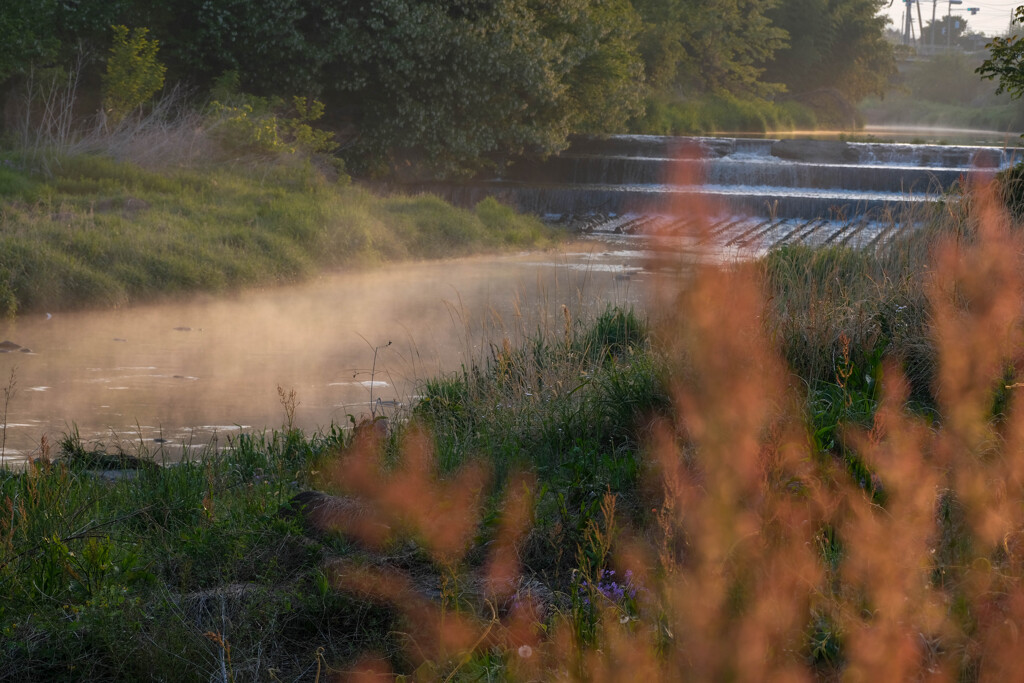 早朝散歩　（粕川の朝）