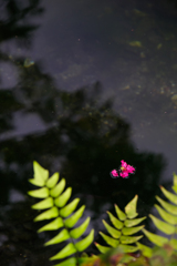 秋の湖畔