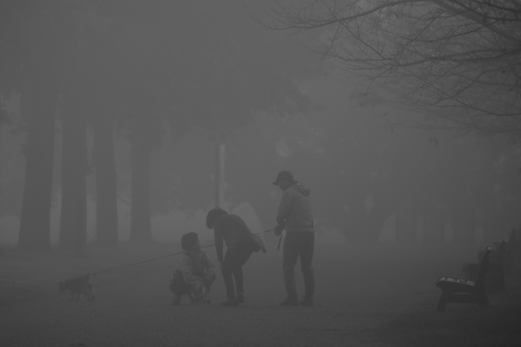 霧の公園、