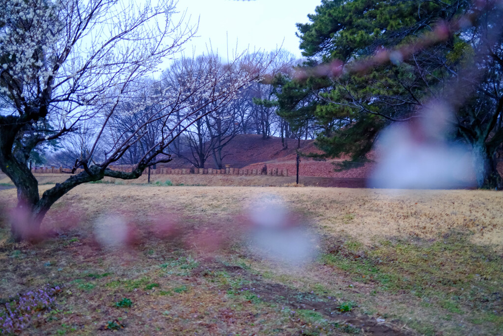 雨の散歩道 by 1197 （ID：12254958） - 写真共有サイト:PHOTOHITO