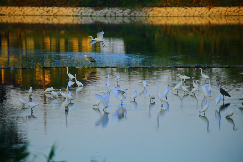 野鳥の楽園になった波志江沼　Ⅱ