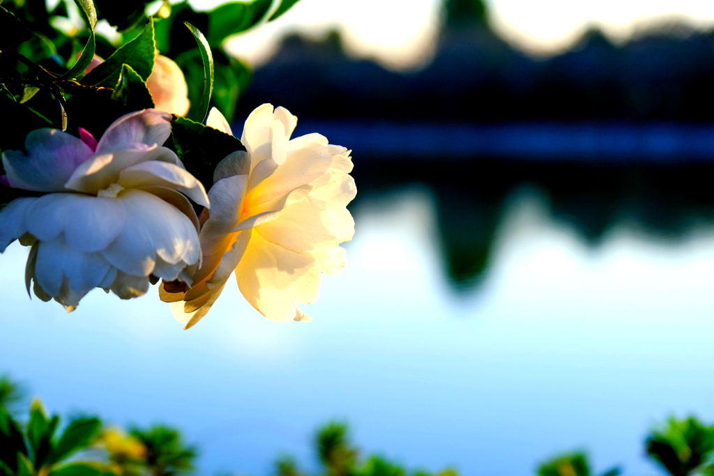 湖畔の花