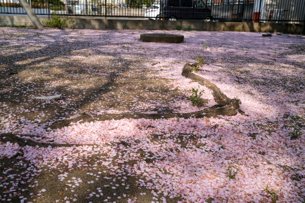 残る桜も散る桜、