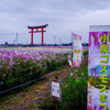 コスモス祭り　（小泉稲荷）