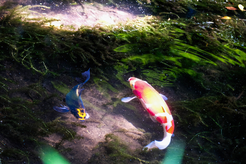 赤城神社 