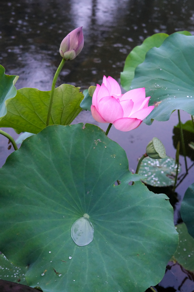 雨の朝　市民の森