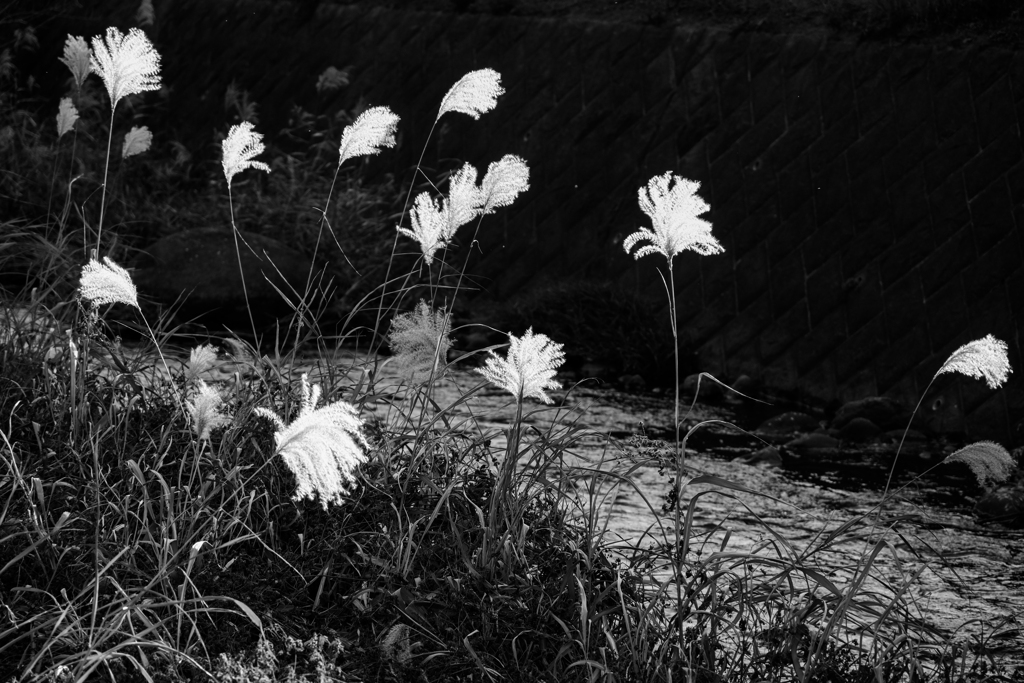 自宅前の散歩道（早川）