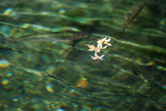 湧水池（赤見池）