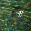 湧水池（赤見池）