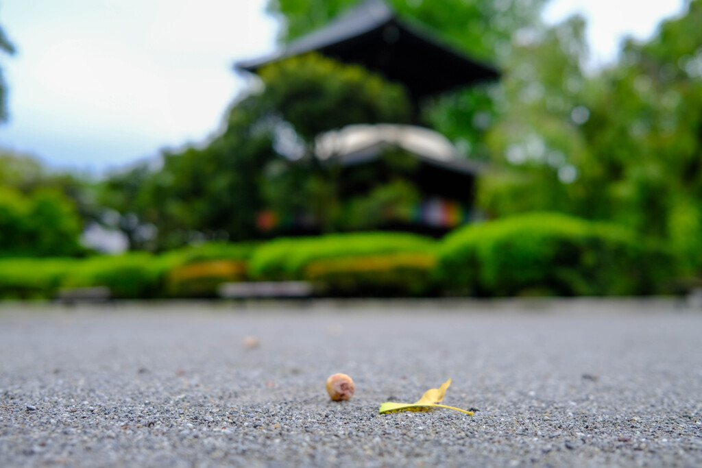 鑁阿寺　小さい秋見つけた