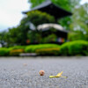 鑁阿寺　小さい秋見つけた