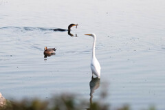 野鳥の楽園