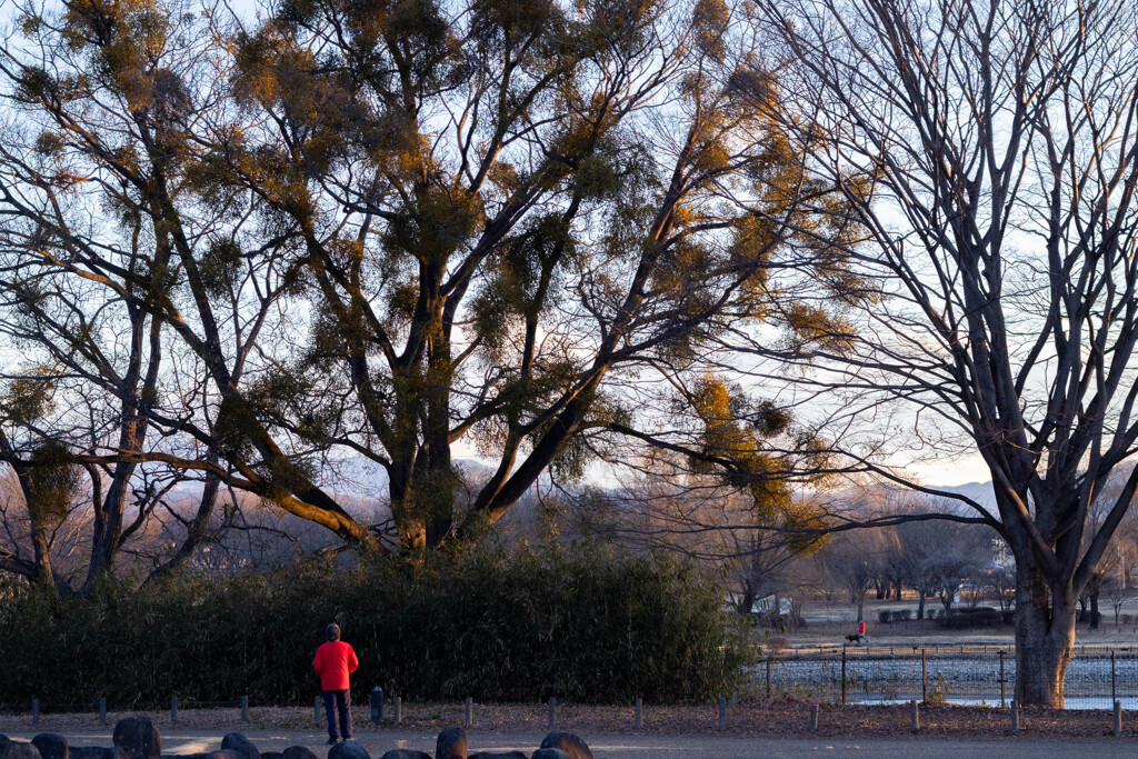 早朝散歩　大室公園