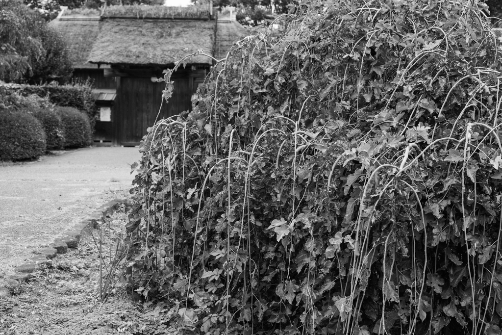 枝垂れ桒　（古墳公園）