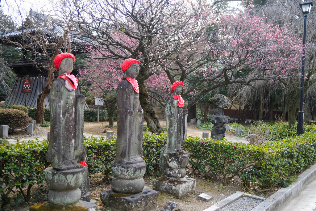 鑁阿寺の春