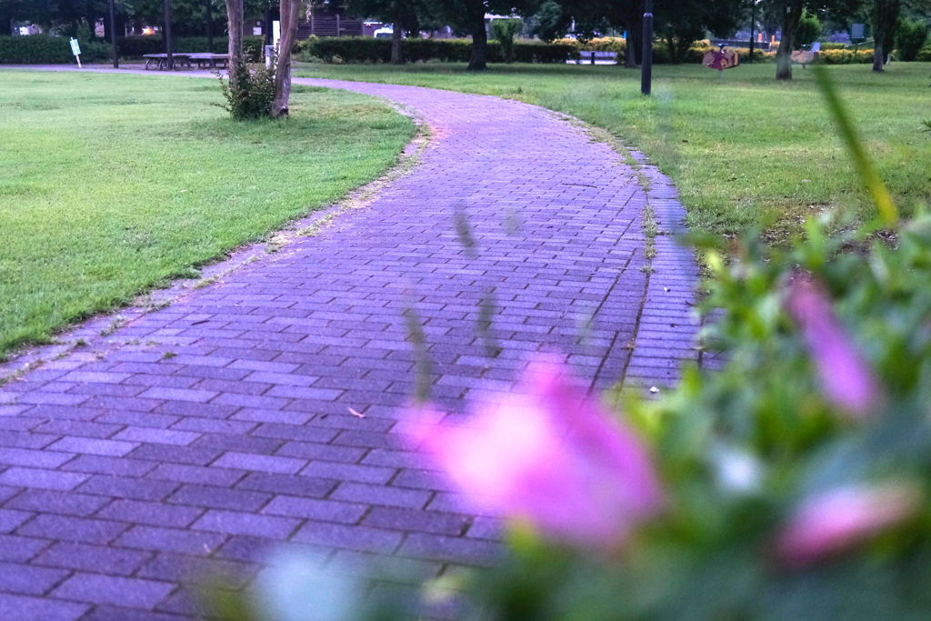 散歩道
