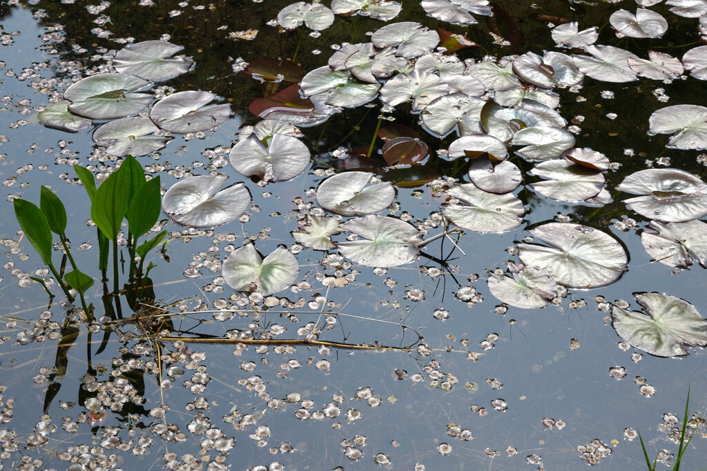 日光市上三依水生植物園