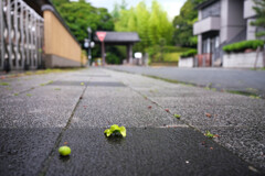 鑁阿寺　
