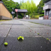 鑁阿寺　