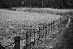 風の中の散歩道