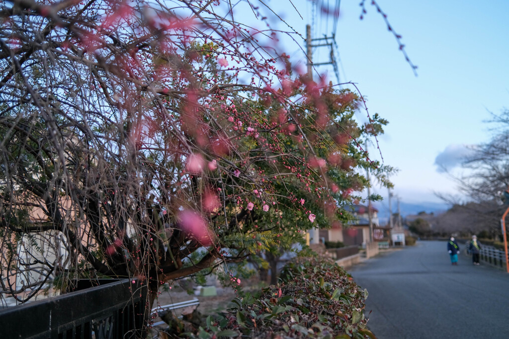 早春の散歩道